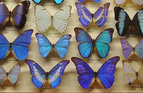 Butterfly collection at AMNH